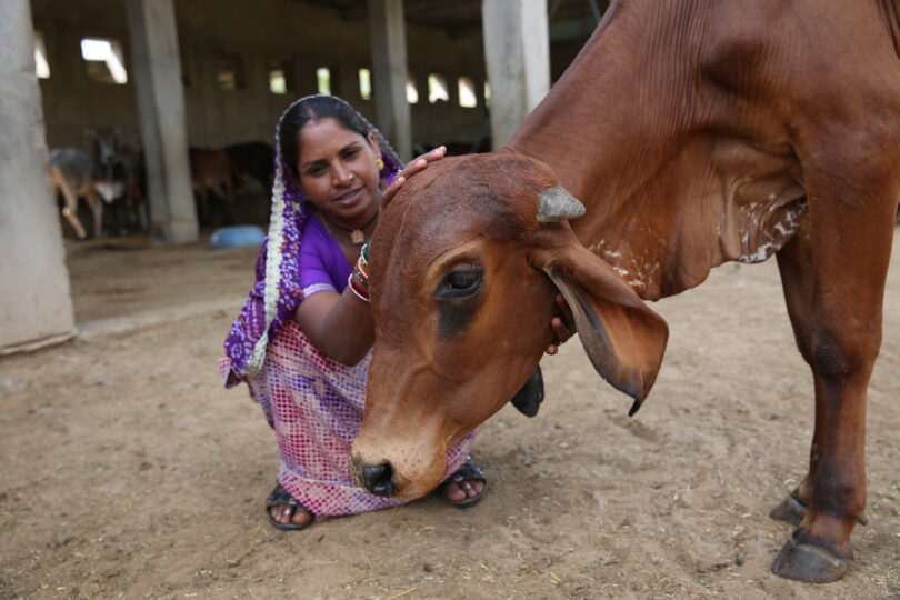 A female team member dressed in purple with a brown cow