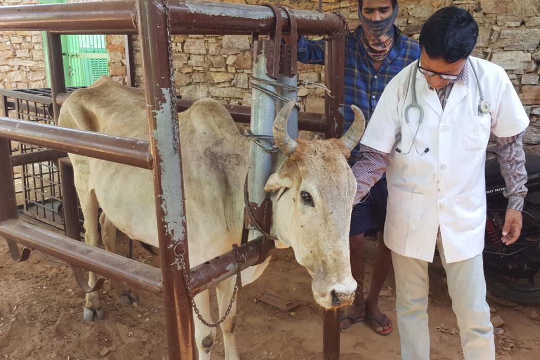 A vet examining a white cow in the cow cage