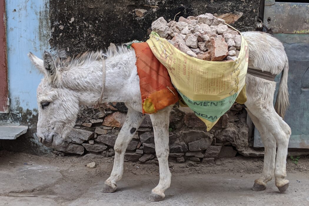 A working donkey carrying his load in Pushkar