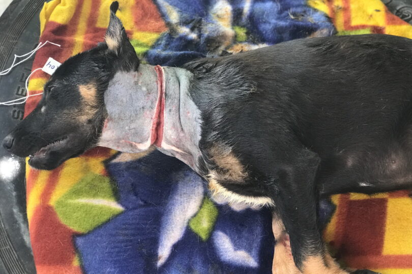 A sedated black and tan puppy with elastic band injury around the neck